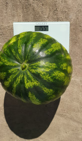 Арбуз-гигант, с.Грибское