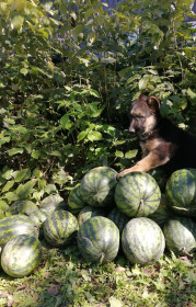 Арбузики, Поляна, Серышевский район