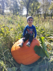 Вот такая огромная тыква выросла в Новобурейском