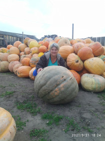 Вот такой урожай тыквы вырос в селе Сычевка.