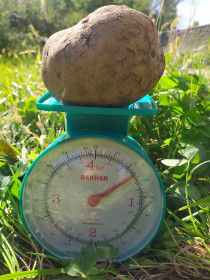 Мегакартофель 580 г из п. Восточный