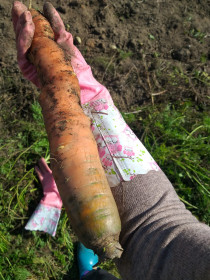 Мухинская морковь