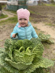Урожай капустки в Шимановске