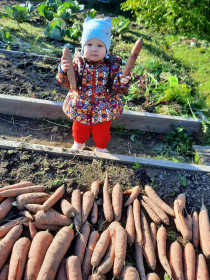 Морковь на даче в Магдагачи