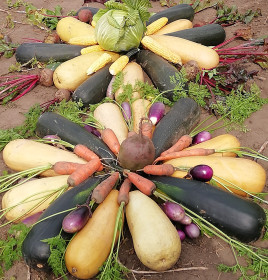 Цветок Урожайка, г. Благовещенск