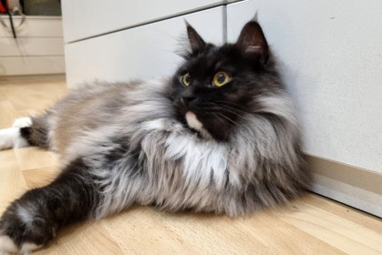 Геральт, 2 года, 5 кг. г. Благовещенск