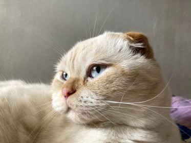 Сэйман, 2 года. с. Ивановка, Ивановский район