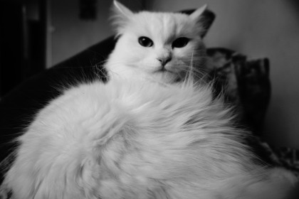 Сливка, 4 года. г. Благовещенск