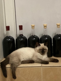 Попс, 4 месяца. г. Благовещенск