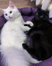 Никки и Мэдисон. г. Благовещенск