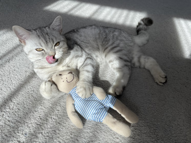 Мартин, 6 месяцев. г. Благовещенск