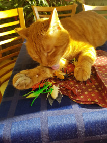 Жорик, 15 лет. г. Благовещенск