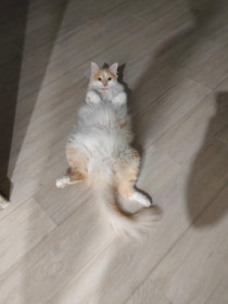 Тиша, 3 года. г. Благовещенск