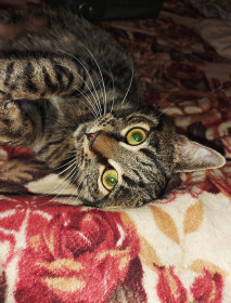 Степан, 1,5 года. г. Райчихинск