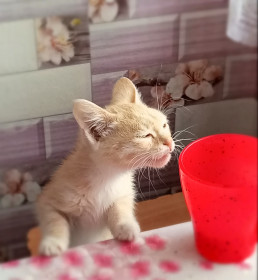 Луна, 7 месяцев. с. Маркучи, Свободненский район