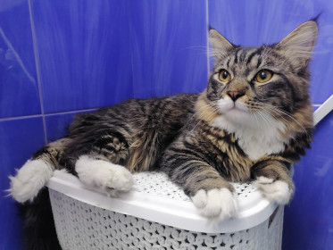 Пушок, 10 месяцев. г. Благовещенск