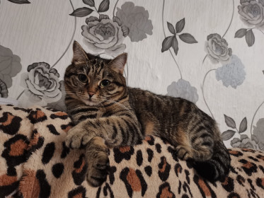 Нюша, 5 лет, 5 кг. г. Свободный