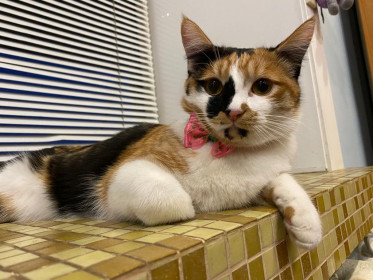 Вероника, 1 год. г. Благовещенск