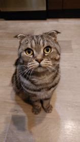 Соломон, 5 лет. г. Благовещенск