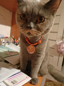 Луна , 3 года, г. Благовещенск