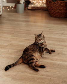 Дизель, 4 года