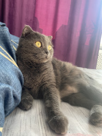 Тесси, 6 лет. г. Благовещенск