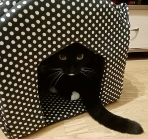 Кот, 5 лет. г. Благовещенск