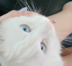 Чех, 7 лет. г. Благовещенск