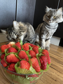 Печенька, 3 г., и Печалька, 2 г. г.Благовещенск