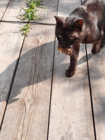 Шайтан. г. Благовещенск