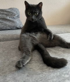 Кейси, 2,5 года. г. Благовещенск