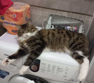 Боня, 12 месяцев. г. Кемерово, Кузбасс