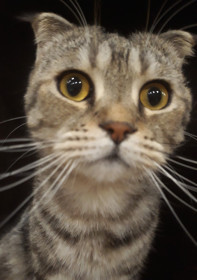 Моня, 5 лет. г. Благовещенск