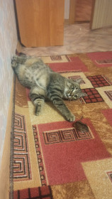 Муся, 1,5 г. с. Грибовка, Благовещенский район