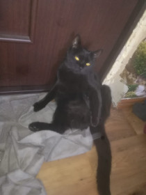 Пантера, 2 года, 3 кг. г. Благовещенск