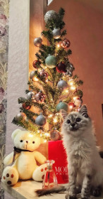 Стеша, 2 года, 3 кг. г. Благовещенск