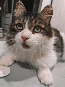 Пух, 4 года. г. Благовещенск