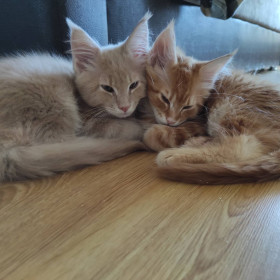 Персик и Шани, 2 месяца, г. Благовещенск