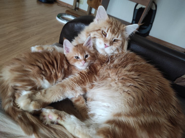 Котенок Шон (2 месяца) с папой Конором (2 года, 10 кг)