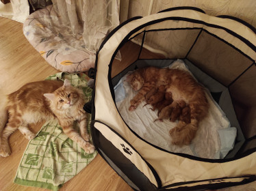 Конор, 2 года, 10 кг, кошка Трисс, 2,4 года, 6 кг