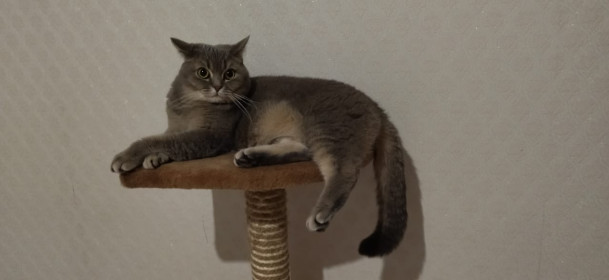 Боня, 2,5 года. г. Благовещенск