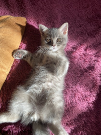 Саймон, 4 месяца, 1,5 кг. г. Свободный