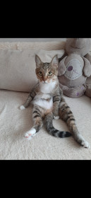 Лилу, 8 лет, 5 кг. г. Благовещенск