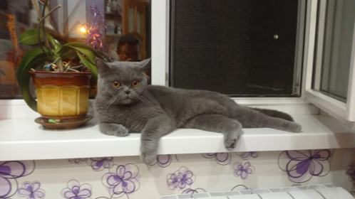 Леонид, 5 лет, г. Благовещенск