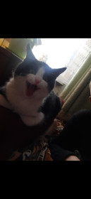 Барсик, 7 мес., 3 кг, пгт Талакан