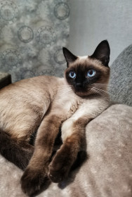 Кепка, 6 лет