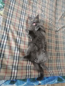 Черри, 3 года. г. Белогорск