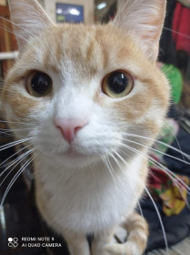 Рыжий, 2 года. г. Белогорск