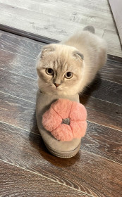 Китти, 7 месяцев. г. Райчихинск