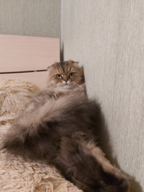 Люцифер, 4 года. пгт Новобурейский